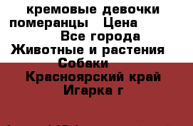 кремовые девочки померанцы › Цена ­ 30 000 - Все города Животные и растения » Собаки   . Красноярский край,Игарка г.